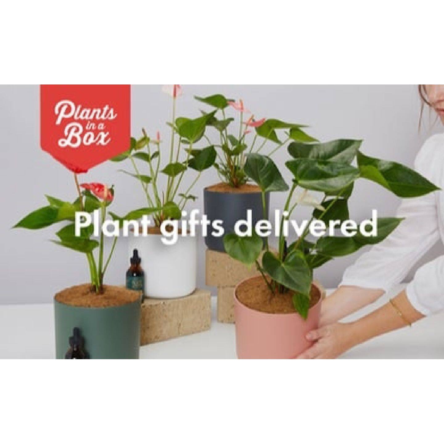 Buy Plants in a Box Online Qantas Marketplace Buy Plants in a Box Online Qantas Marketplace